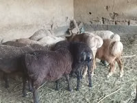 Ido, Sheep — sawirka 2