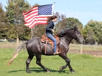 Horse (M), Hunter — photo 4