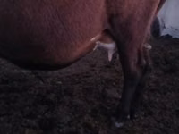 Cow, Latvian Blue cattle — photo 5