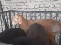 Ram, Sheep — photo 4