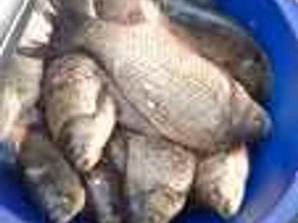 Ram, Sheep — Kazakhstan