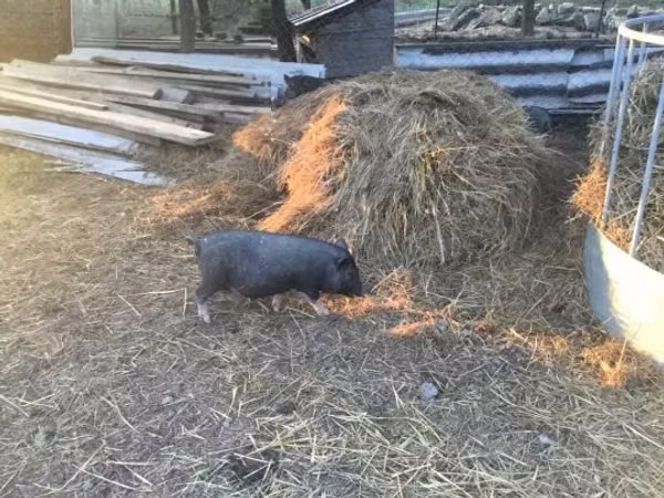 Boar, 