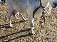 Koza, Saanen goat — fotografija 3