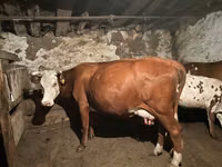 Vaca, Latvian Blue cattle — foto 2