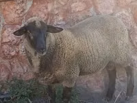 Kambing jantan, Suffolk sheep — foto 1