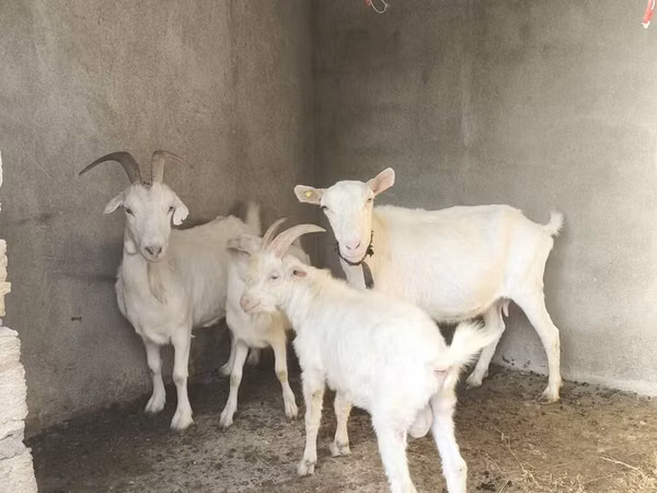 Ri’ dhaddig, Goats