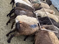 Ram, Sheep — photo 3