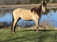 اسب نر, Rocky Mountain Horse — عکس 3