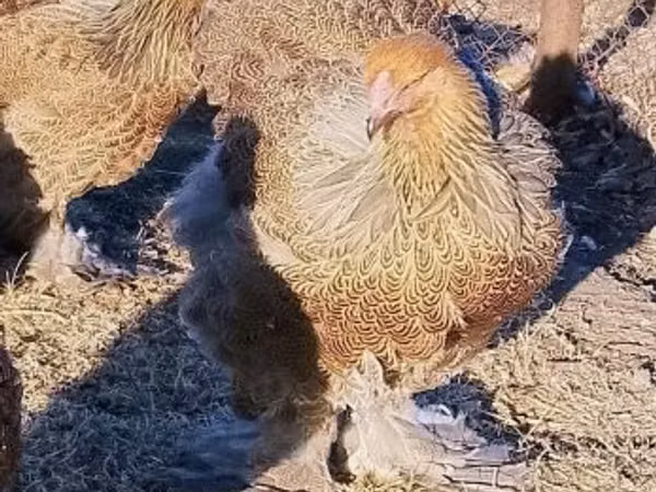 Brahma