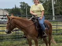 Horse (M), Mule — photo 7