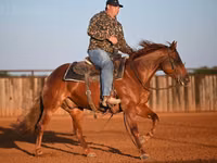 公马, Quarter Horse — 照片 7