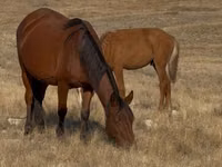 Kuda betina, Kazakh horse — foto 6