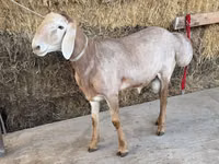 Ram, Arashan sheep — photo 3