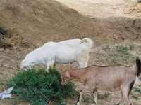 Goat, Goats — photo 2