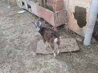 Goat, Alpine goat — photo 3