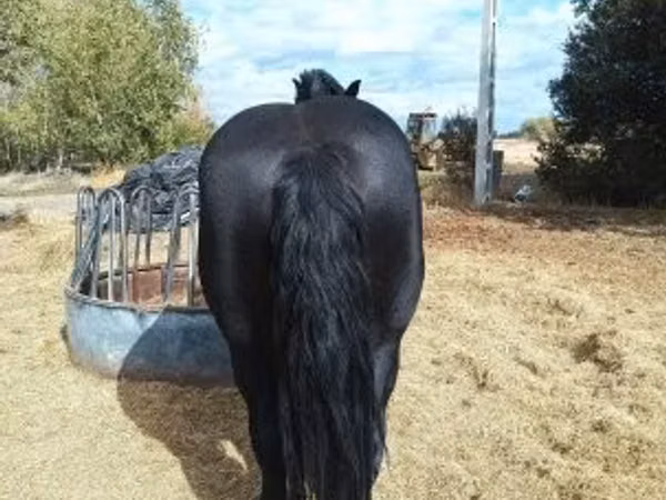 Faras, Horses — Hangari