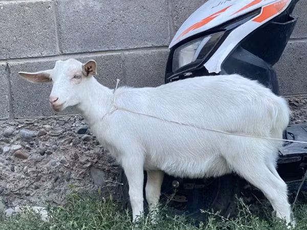 Goat, Saanen goat — Kyrgyzstan