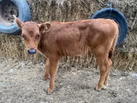 Bull, Cattle — photo 2