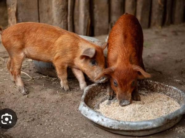 Pigs (batch, sex not specified),  — Kazakhstan