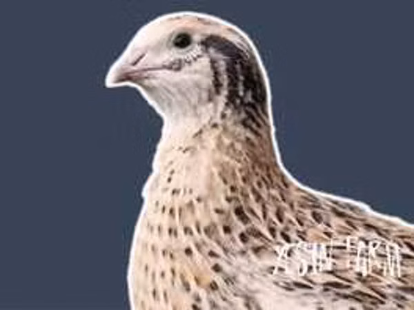 Turkeys — Kazakhstan