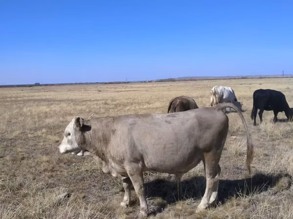 Bull, Swiss cattle — Kazakhstan