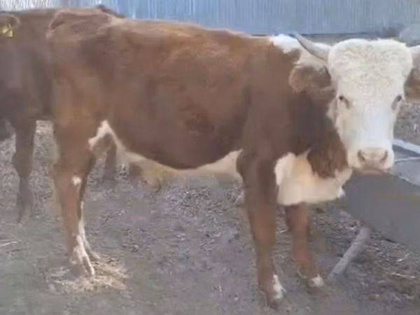 公牛, Kazakh White-headed cow