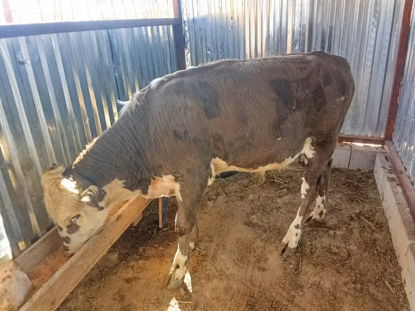 Bull, Kazakh White-headed cow — Kazakhstan