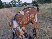 Бузғола, Nubian Goat — акс 3