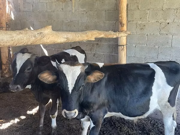 Bull, Swiss cattle — Kyrgyzstan