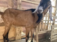 Kozel, Nubian Goat — foto 4
