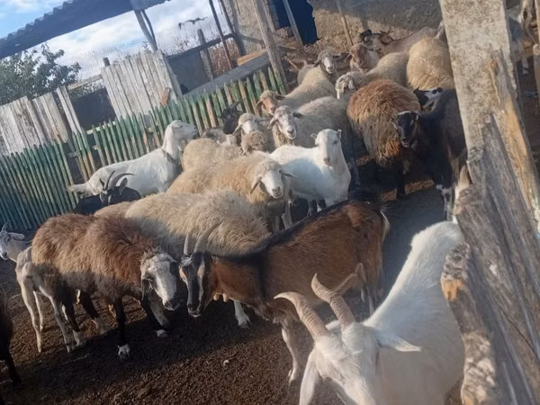 Sheep, Sheep — Moldova