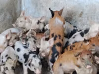 Boar, Pigs — photo 2