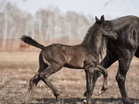 Жребец, Trakehner — снимка 2