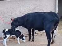 Cow, Russian Black pied cattle — photo 2