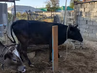 Cow, Cattle — photo 2