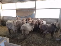 Sheep (batch, sex not specified), Sheep — photo 1
