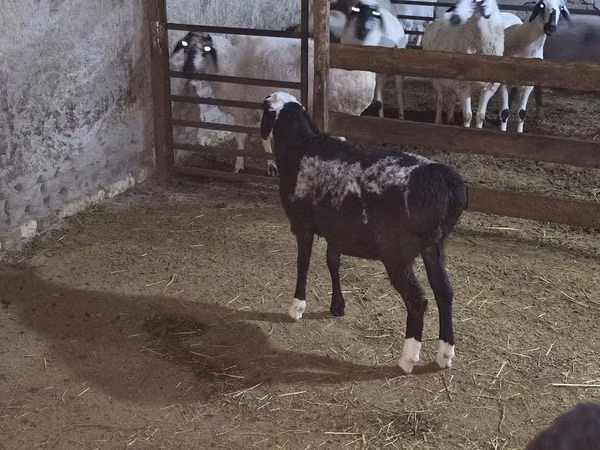 Sheep (batch, sex not specified), Sheep — Uzbekistan