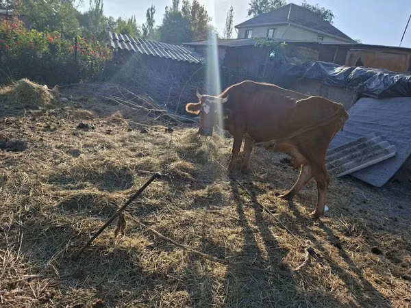 Cow, Cattle — Kyrgyzstan