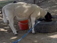 Ram, Dorper sheep — photo 4