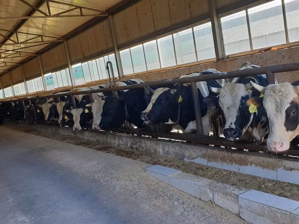 सांड, Russian Black pied cattle — मॉल्डोवा