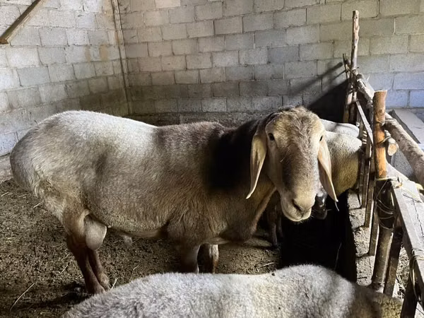 Ram, Sheep — Kyrgyzstan