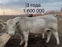 Bull, Auliekol breed — photo 4