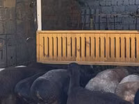Kambing jantan, Sheep — foto 8
