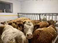 Үнээ, Simmental cattle — 2 зураг