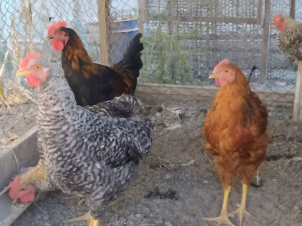 Chickens — কিরগিজিস্তান