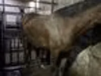 Mare, Horses — photo 5