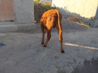 सांड, मवेशी — फ़ोटो 5