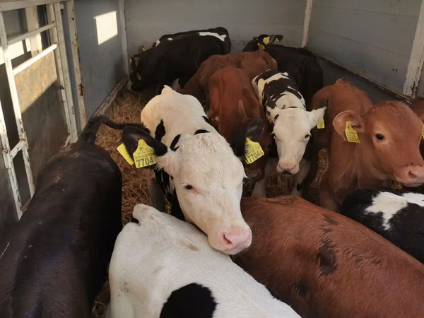 ወንድ በሬ, Cattle