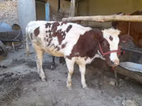 Cow, Red Estonian cattle — photo 2