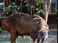 公羊, Sheep — 照片 2